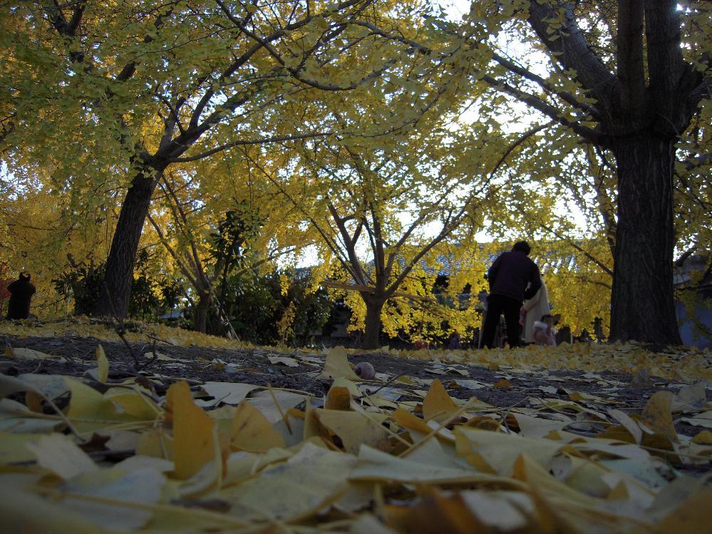 祖父江銀杏 022.jpg